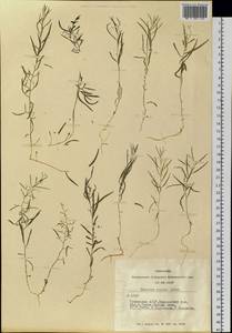 Thesium repens Ledeb., Siberia, Altai & Sayany Mountains (S2) (Russia)