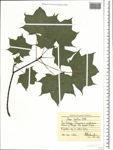 Acer cappadocicum subsp. cappadocicum, Caucasus, Stavropol Krai, Karachay-Cherkessia & Kabardino-Balkaria (K1b) (Russia)