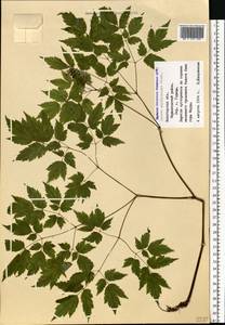 Actaea rubra subsp. rubra, Eastern Europe, Northern region (E1) (Russia)