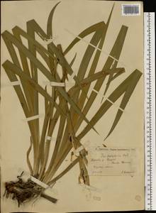 Iris halophila Pall., Eastern Europe, Lower Volga region (E9) (Russia)