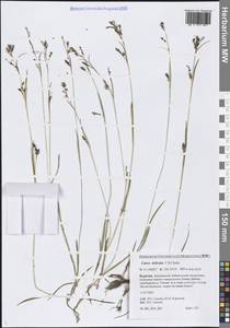 Carex delicata C.B.Clarke, Siberia, Baikal & Transbaikal region (S4) (Russia)