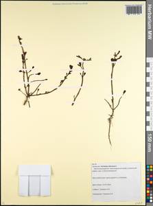 Portulaca oleracea L., Caucasus, Krasnodar Krai & Adygea (K1a) (Russia)