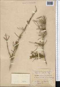 Ephedra foliata Boiss. ex C.A.Mey., Middle Asia, Kopet Dag, Badkhyz, Small & Great Balkhan (M1) (Turkmenistan)