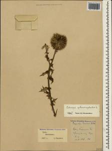 Echinops sphaerocephalus L., Crimea (KRYM) (Russia)