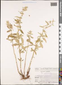 Marrubium peregrinum L., Caucasus, North Ossetia, Ingushetia & Chechnya (K1c) (Russia)