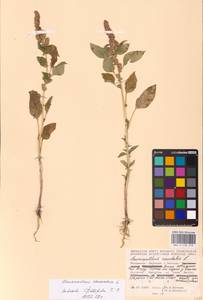 Amaranthus cruentus L., Eastern Europe, Moldova (E13a) (Moldova)