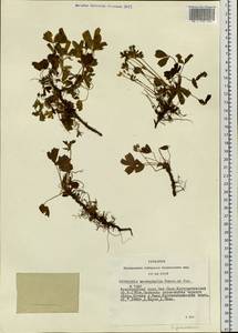 Sibbaldia procumbens L., Siberia, Altai & Sayany Mountains (S2) (Russia)