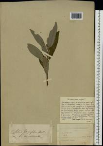 Salix cinerea × viminalis, Eastern Europe, Central forest region (E5) (Russia)