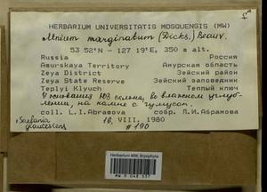 Mnium marginatum (Dicks.) P. Beauv., Bryophytes, Bryophytes - Russian Far East (excl. Chukotka & Kamchatka) (B20) (Russia)