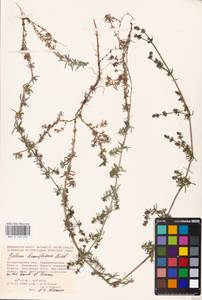 Galium humifusum M.Bieb., Eastern Europe, Lower Volga region (E9) (Russia)