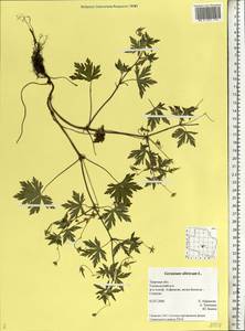Geranium sibiricum L., Eastern Europe, North-Western region (E2) (Russia)