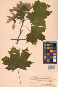 Acer platanoides L., Eastern Europe, Central region (E4) (Russia)