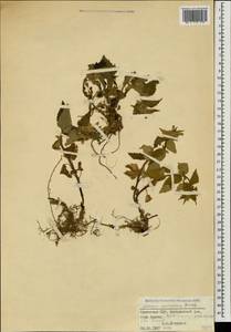 Lamium caucasicum Grossh., Caucasus, Armenia (K5) (Armenia)