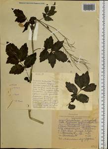 Cardamine macrophylla Willd., Siberia, Altai & Sayany Mountains (S2) (Russia)