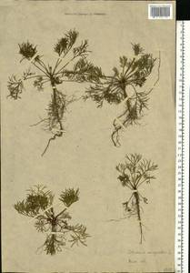 Artemisia campestris L., Eastern Europe, Moscow region (E4a) (Russia)