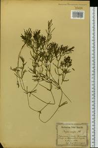 Najas major All., Eastern Europe, North Ukrainian region (E11) (Ukraine)