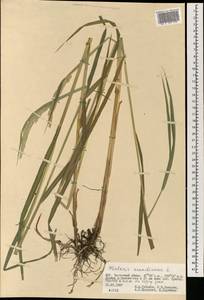 Phalaris arundinacea L., Mongolia (MONG) (Mongolia)
