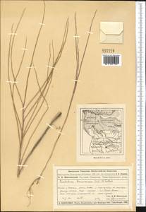 Litwinowia tenuissima (Pall.) Woronow ex Pavlov, Middle Asia, Dzungarian Alatau & Tarbagatai (M5) (Kazakhstan)