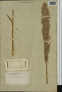 Ampelodesmos mauritanicus (Poir.) T.Durand & Schinz, Western Europe (EUR) (Not classified)