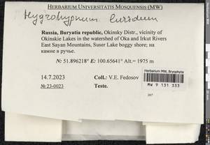 Hygrohypnum luridum (Hedw.) Jenn., Bryophytes, Bryophytes - Baikal & Transbaikal regions (B18) (Russia)