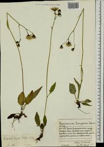 Hieracium taigense Schischk. & Serg., Eastern Europe, Northern region (E1) (Russia)