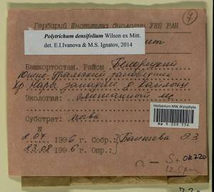 Polytrichum densifolium Wilson ex Mitt., Bryophytes, Bryophytes - South Urals (B14) (Russia)
