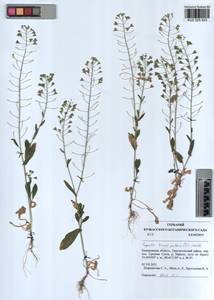 Capsella bursa-pastoris (L.) Medik., Siberia, Altai & Sayany Mountains (S2) (Russia)