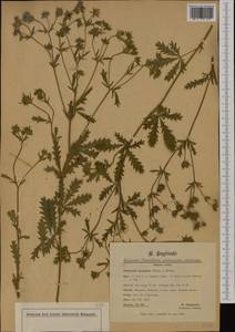 Potentilla recta subsp. laciniosa (Kit. ex Nestler) Nyman, Western Europe (EUR) (Ukraine)