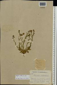 Polygala vulgaris L., Eastern Europe, North-Western region (E2) (Russia)