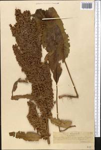 Rumex crispus L., Middle Asia, Northern & Central Tian Shan (M4) (Kazakhstan)