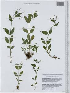 Epilobium lactiflorum Hausskn., Eastern Europe, Northern region (E1) (Russia)