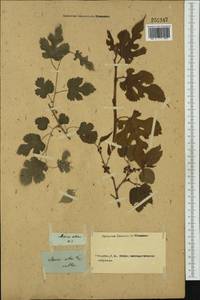 Morus alba L., Botanic gardens and arboreta (GARD) (Not classified)