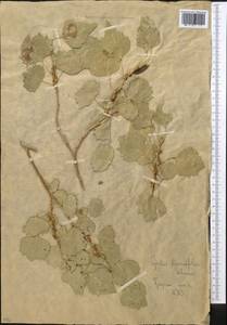 Populus euphratica Olivier, Middle Asia, Muyunkumy, Balkhash & Betpak-Dala (M9) (Kazakhstan)