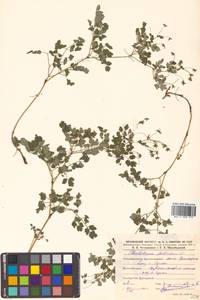 Thalictrum foetidum L., Siberia, Russian Far East (S6) (Russia)