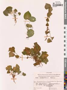Viola sacchalinensis H.Boissieu, Siberia, Chukotka & Kamchatka (S7) (Russia)