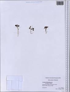 Salix polaris Wahlenb., Western Europe (EUR) (Svalbard and Jan Mayen)