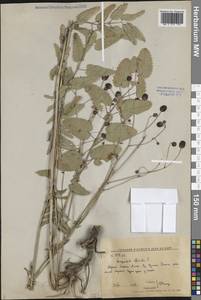 Sanguisorba officinalis L., Siberia, Russian Far East (S6) (Russia)