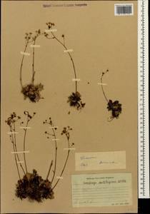 Saxifraga paniculata subsp. cartilaginea (Willd.) D. A. Webb, Caucasus, Dagestan (K2) (Russia)