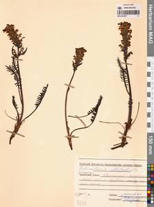 Pedicularis novaiae-zemliae (Hultén) Kozhevn., Siberia, Chukotka & Kamchatka (S7) (Russia)