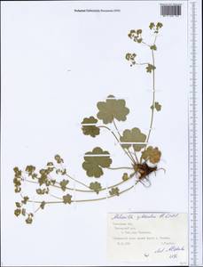 Alchemilla gibberulosa H. Lindb., Eastern Europe, Central forest region (E5) (Russia)