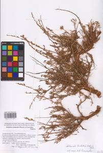 Artemisia lercheana Weber ex Stechm., Eastern Europe, Lower Volga region (E9) (Russia)
