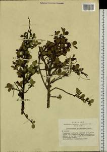 Cotoneaster melanocarpus G. Lodd., Siberia, Altai & Sayany Mountains (S2) (Russia)