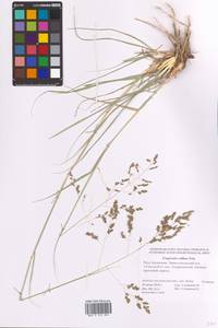 Eragrostis collina Trin., Eastern Europe, Lower Volga region (E9) (Russia)
