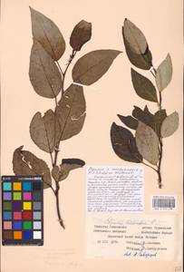 Populus ×moscoviensis Schröd., Eastern Europe, Western region (E3) (Russia)