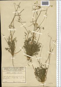 Hypecoum parviflorum Kar. & Kir., Middle Asia, Syr-Darian deserts & Kyzylkum (M7) (Kazakhstan)