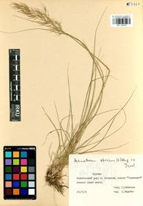 IRKU005023-1, Achnatherum sibiricum (L.) Keng ex Tzvelev, Siberia, Baikal & Transbaikal region (S4) (Russia)