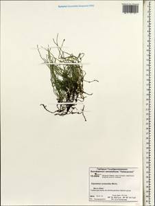 Equisetum scirpoides Michx., Siberia, Central Siberia (S3) (Russia)