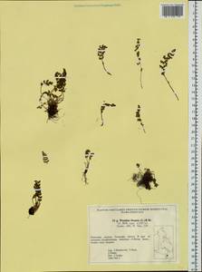 Woodsia ilvensis (L.) R. Br., Siberia, Russian Far East (S6) (Russia)