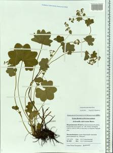 Alchemilla subcrenata Buser, Eastern Europe, Northern region (E1) (Russia)