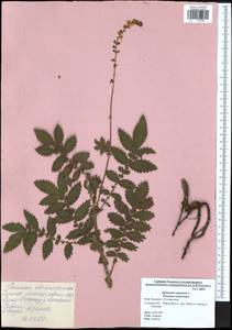 Agrimonia eupatoria L., Eastern Europe, Central region (E4) (Russia)